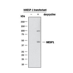 Human MESP1 Antibody, R D Systems 100 &mu;g; Unconjugated:Antibodies, Monoclonal