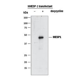 Human MESP1 Antibody Mesp1 Antibody; Unconjugated; 100 &mu;g:Antibodies,