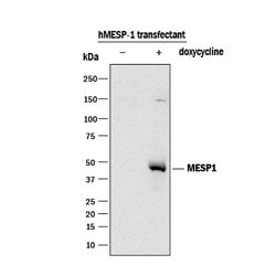 Mesp1 Antibody (939826), Unconjugated, R D Systems 25 &mu;g; Unconjugated:Antibodies,