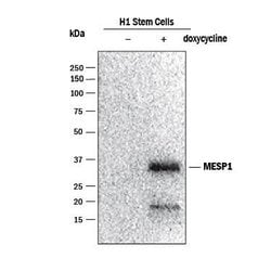 Mesp1 Antibody (939826), Unconjugated, R D Systems 25 &mu;g; Unconjugated:Antibodies,