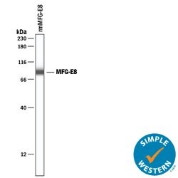 Mouse MFG-E8 Antibody, R D Systems 25&mu;g; Unlabeled:Antibodies, Polyclonal