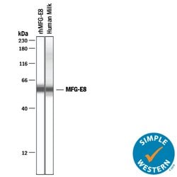 Human MFG-E8 Antibody, R D Systems 25&mu;g; Unlabeled:Antibodies, Monoclonal