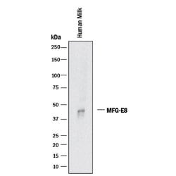 Human MFG-E8 Antibody, R D Systems 25&mu;g; Unlabeled:Antibodies, Monoclonal