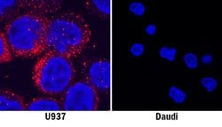 Human MICL/CLEC12A Antibody, R D Systems:Antibodies:Primary Antibodies