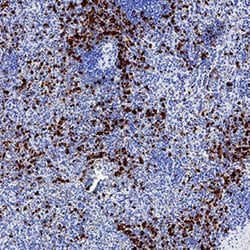 Human MICL/CLEC12A Antibody, R D Systems:Antibodies:Primary Antibodies