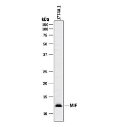Human/Mouse MIF Antibody, R D Systems 1mg; Unlabeled:Antibodies, Polyclonal