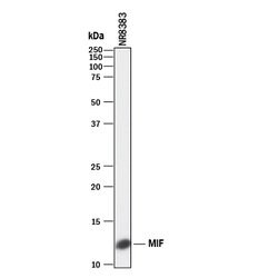 Mouse/Rat MIF Antibody, R D Systems 25&mu;g; Unlabeled:Antibodies, Monoclonal