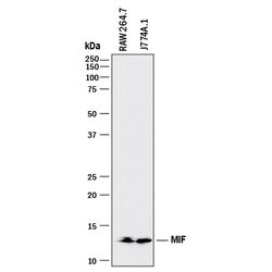 Human/Mouse MIF Antibody, R D Systems 100&mu;g; Unlabeled:Antibodies, Monoclonal
