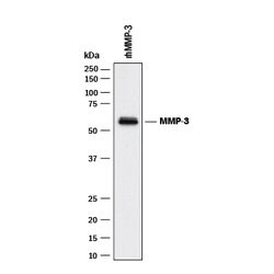 Human MMP-3 Antibody, R D Systems 25&mu;g; Unlabeled:Antibodies, Monoclonal