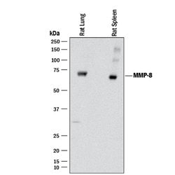 Rat MMP-8 Antibody, R D Systems 100ug; Unlabeled:Antibodies, Monoclonal