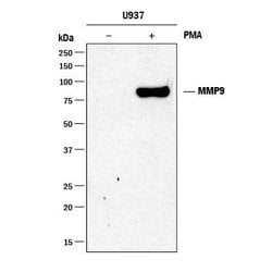Human MMP-9 Antibody, R D Systems:Antibodies:Primary Antibodies