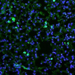 Mouse MMR/CD206 Antibody, R D Systems 25&mu;g; Unlabeled:Antibodies, Polyclonal