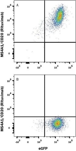 Human CD20 (Research Grade Rituximab Biosimilar) Antibody, R D Systems