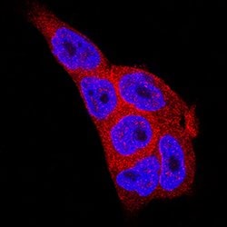 Human/Mouse/Rat MST2/STK3 Antibody, R D Systems:Antibodies:Primary Antibodies
