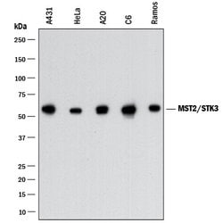 Human/Mouse/Rat MST2/STK3 Antibody, R D Systems:Antibodies:Primary Antibodies