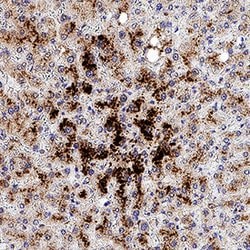 Human MT2A Antibody, R D Systems 100 &mu;g; Unconjugated:Antibodies, Monoclonal
