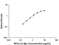 Human MYCL1/L-Myc Antibody, R D Systems 25 &mu;g; Unconjugated:Antibodies,