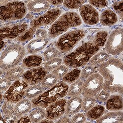 Human Megalin/LRP2 Antibody, R D Systems 25&mu;g:Antibodies, Monoclonal