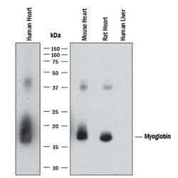 Human/Mouse/Rat Myoglobin Antibody, R D Systems 25 &mu;g | Buy Online | R&D Systems | Fisher Scientific