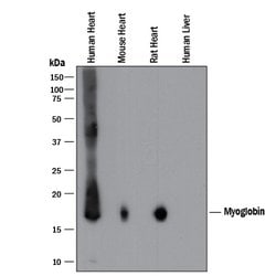 Human/Mouse/Rat Myoglobin Antibody, R D Systems:Antibodies:Primary Antibodies