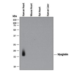 Human Myoglobin Antibody, R D Systems:Antibodies:Primary Antibodies