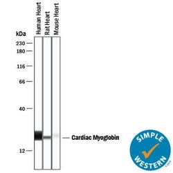 Human/Rat Myoglobin Antibody, R D Systems 100&mu;g:Antibodies, Monoclonal