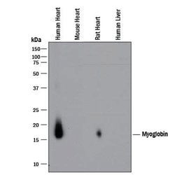 Human/Rat Myoglobin Antibody, R D Systems 100&mu;g:Antibodies, Monoclonal