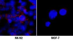 Human NCAM-1/CD56 Antibody, R D Systems NCAM-1/CD56 Antibody; Unconjugated;