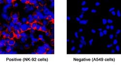 Human/Rat NCAM-1/CD56 Antibody, R D Systems 100 &mu;g; Unconjugated:Antibodies,