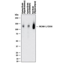 Human/Rat NCAM-1/CD56 Antibody, R D Systems 100 &mu;g; Unconjugated:Antibodies,