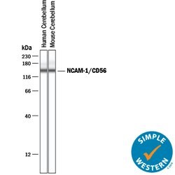 Human/Mouse NCAM-1/CD56 Antibody, R D Systems 100&mu;g; Unlabeled:Antibodies,