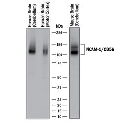 Human/Mouse NCAM-1/CD56 Antibody, R D Systems 100&mu;g; Unlabeled:Antibodies,