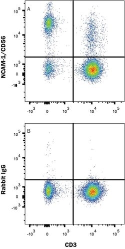 Human NCAM-1/CD56 PE-conjugated Antibody, R D Systems 100 Tests; Phycoerythrin:Antibodies,