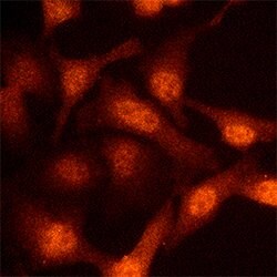 Human/Mouse/Rat NEDD8 Antibody, R D Systems 25&mu;g; Unlabeled:Antibodies,