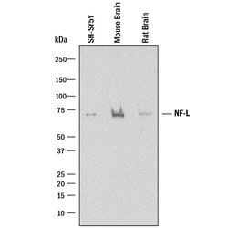 Human/Mouse/Rat NF-L Antibody, R D Systems 100&mu;g:Antibodies, Monoclonal