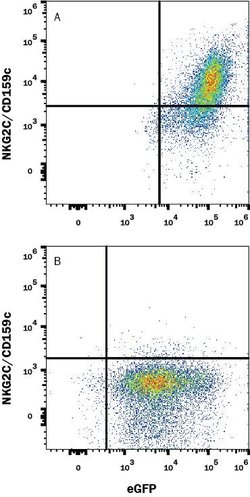 Mouse NKG2C/CD159c Antibody, R D Systems 25&mu;g:Antibodies, Monoclonal