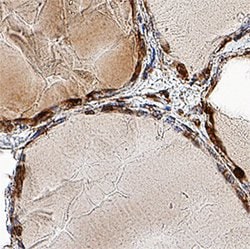 Human TTF-1/NKX2-1 Antibody, R D Systems 100ug; Unlabeled:Antibodies, Monoclonal