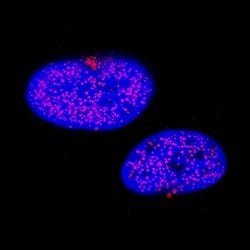 Human TTF-1/NKX2-1 Antibody, R D Systems 100&mu;g:Antibodies, Monoclonal