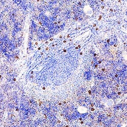 Mouse NKp46/NCR1 Antibody, R D Systems 100&mu;g; Unlabeled:Antibodies,