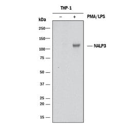 Human NLRP3/NALP3 Antibody, R D Systems 25 ug; Unconjugated:Antibodies,