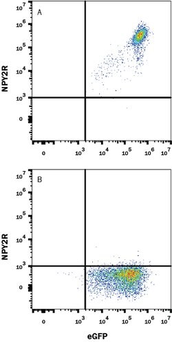 Human NPY2R Antibody, R D Systems 25 &mu;g; Unconjugated:Antibodies, Monoclonal