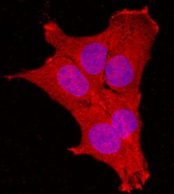 Human NRAGE Antibody, R D Systems:Antibodies:Primary Antibodies
