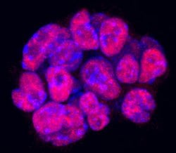 Mouse Nanog Antibody, R D Systems 25&mu;g; Unlabeled:Antibodies, Polyclonal