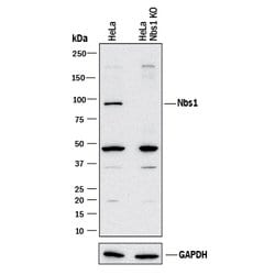 Human/Mouse/Rat Nbs1 Antibody, R D Systems 100ug; Unlabeled:Antibodies,