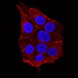 Human Nectin-2/CD112 Antibody, R D Systems 25&mu;g; Unlabeled:Antibodies,