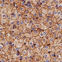 Human Nectin-2/CD112 Antibody, R D Systems 25&mu;g; Unlabeled:Antibodies,