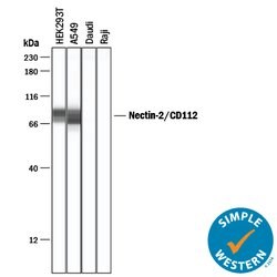Human Nectin-2/CD112 Antibody, R D Systems 25&mu;g; Unlabeled:Antibodies,