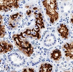 Human Neprilysin/CD10 Antibody, R D Systems 100 &mu;g; Unconjugated:Antibodies,