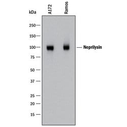 Human Neprilysin/CD10 Antibody, R D Systems 100 &mu;g; Unconjugated:Antibodies,