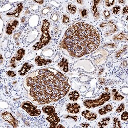 Human Neprilysin/CD10 Antibody, R D Systems 25&mu;g; Unlabeled:Antibodies,